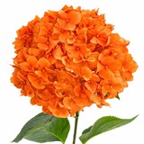 Telegram profile photo for пахнет претензией