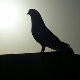 Telegram profile photo for عشق بدررنگ کبوتر اصیل اصفهان