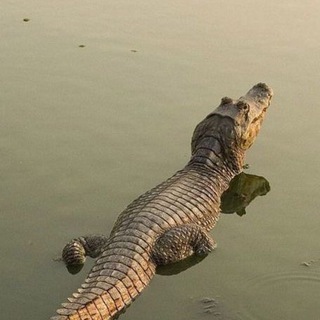 Telegram profile photo for Будни крокодила🐊
