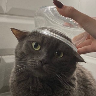 Telegram profile photo for кошкин дом