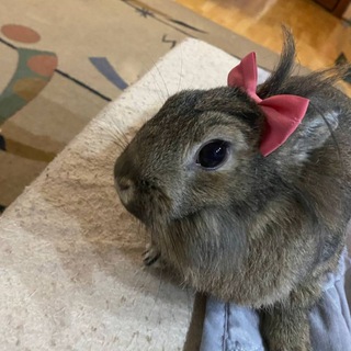 Telegram profile photo for привет, я соня!!!