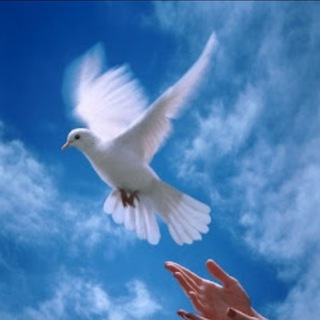 Telegram profile photo for لطف الله