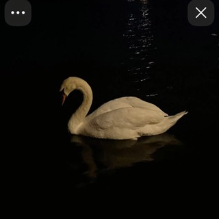 Telegram profile photo for نَغَم