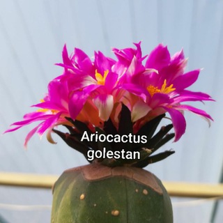 Telegram profile photo for ariocactusgolestan