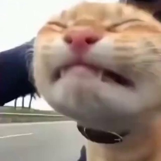 Telegram profile photo for Персона Иллариона🦁
