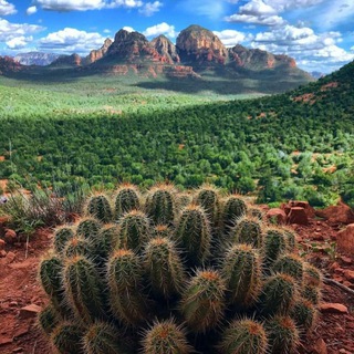 Telegram profile photo for فروشگاه خزانه 🌵بذری
