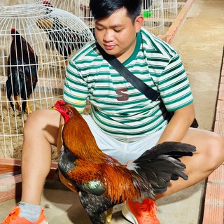 Telegram profile photo for បក្សី ប្រយុទ្ធ. Seav Menghor ❤️🐓👍👍