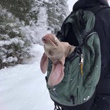 Telegram profile photo for Your doggy dog🐕