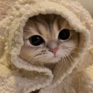 Telegram group profile photo for чат