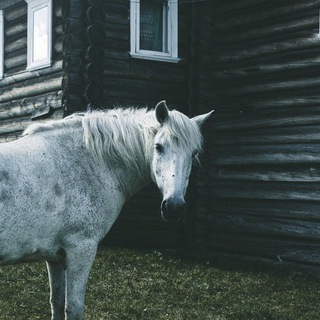 Telegram profile photo for ФОЛК-КЕМП