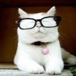 Telegram profile photo for Catturd ™