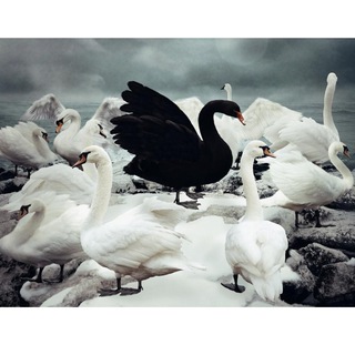 Telegram profile photo for Black Swan | قوی سیاه (ابراهیم گلشنی)