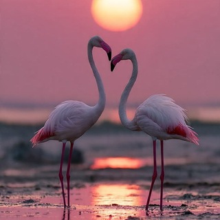 Telegram profile photo for FLAMINGO