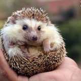 Telegram profile photo for 💰🦔РУЧЕНИЯ ЕЖА🦔💰