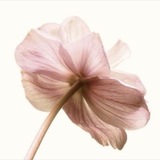 Telegram profile photo for ー ৵ .. th’ cherries ink phosphoresce.