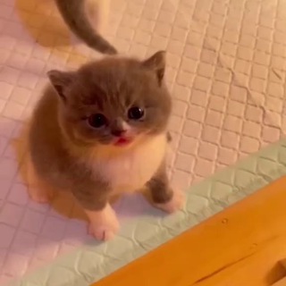 Telegram profile photo for КОТЯТА-НЕВДУПЛЯТА