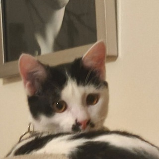 Telegram profile photo for نگهبانان