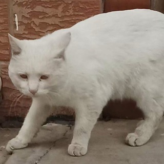 Telegram profile photo for Marvin's Daily