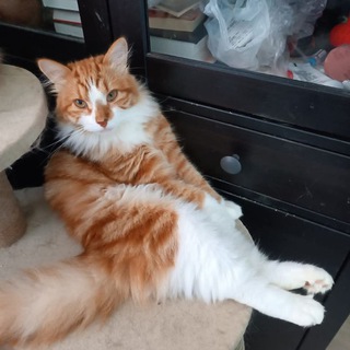 Telegram profile photo for Evert_cats Кошка в дом - счастье в нем