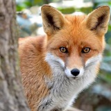 Telegram profile photo for Redfox