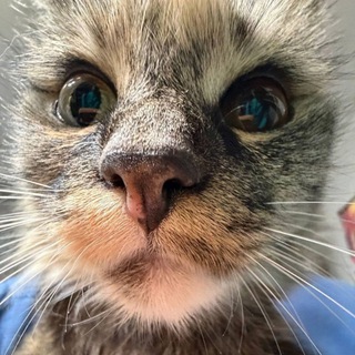 Telegram profile photo for Логово Риты >:3