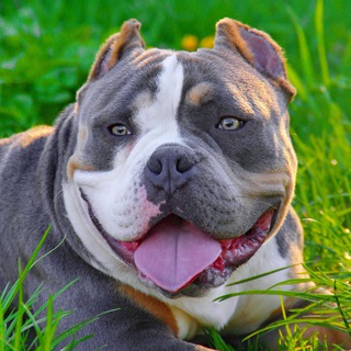 Telegram profile photo for Питомник Собак