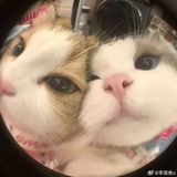 Telegram profile photo for صور فيديوهات رومنسية