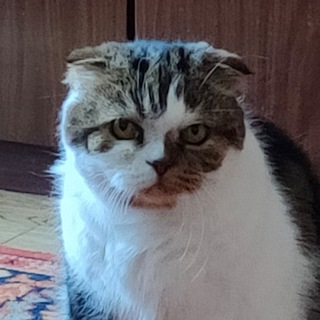 Telegram profile photo for пердим