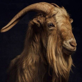 Telegram profile photo for LIONEL PCS 🔥