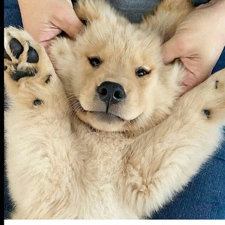 Telegram profile photo for Funny animals video ๐๐๐๐ฎ๐ถ๐ฑ