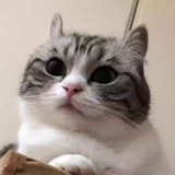 Telegram profile photo for Минискамер