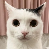 Telegram profile photo for TᗩKᗴᖇᑌ ᑕᗩT ᑕOᑎᖴᗴՏՏIOᑎ!