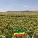 Telegram profile photo for Digalu fi Tijo Communication