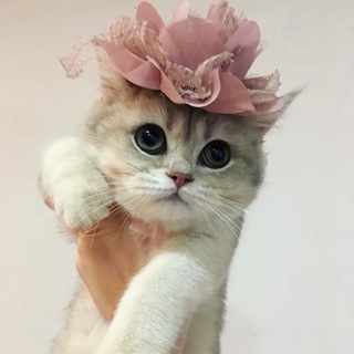 Telegram profile photo for Питомник Британских шиншилл