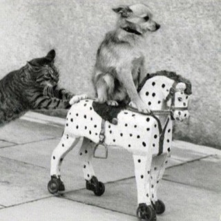 Telegram profile photo for LOL, держи мем
