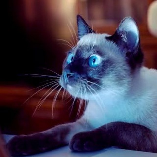 Telegram profile photo for Aranan Kitapçık Sesli