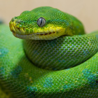 Telegram profile photo for Разъяснивший Python