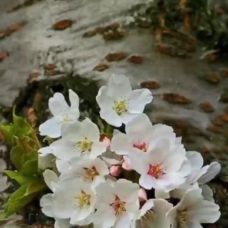 Telegram profile photo for 😍 کانال متن های خاص 😍