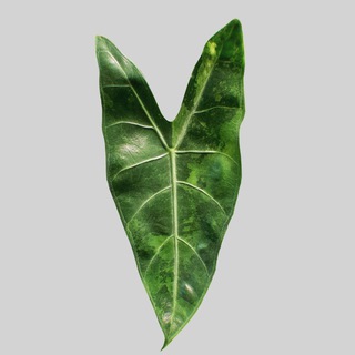Telegram profile photo for Alice's plants