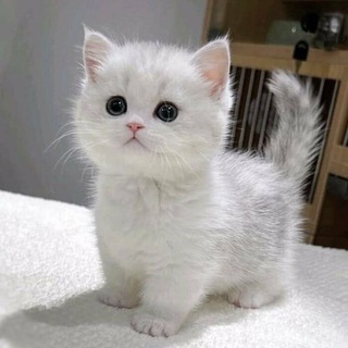 Telegram profile photo for милаши пуньки