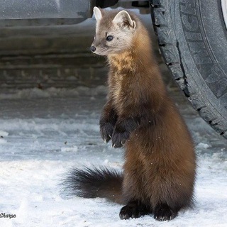 Telegram profile photo for Dr. Sex's Weasel Clinic