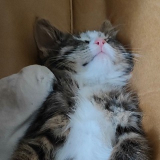 Telegram profile photo for 🎄NDX4H мама кошка🎄