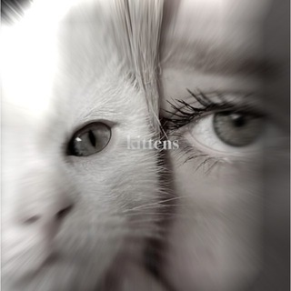 Telegram profile photo for 𝐤𝐢𝐭𝐭𝐞𝐧𝐬 𝐢𝐧𝐟𝐨 🐾