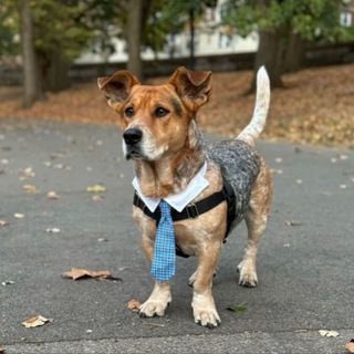 Telegram profile photo for Simon The NYC Dog Mayor