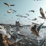 Telegram profile photo for شمس التبريزي التبريزي