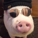 Telegram profile photo for Piggy Bank on sol