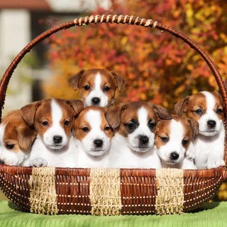 Telegram profile photo for Питомник Джек Рассел Терьеров 🐶🗺
