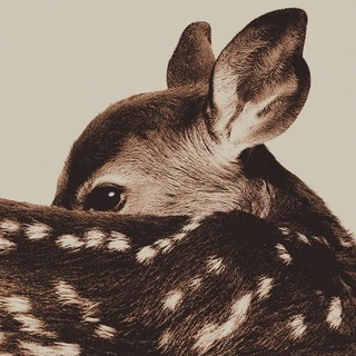 Telegram profile photo for βΛΰΏ πβπ’ππ πππ¦ ππΛβ