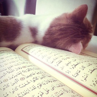 Telegram profile photo for المُصحَف الشَـريفْ.