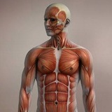 Telegram profile photo for Musculoskeletal Disorders|Medcology